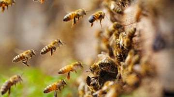 How Do Bees Keep Up With the Global Honey Demand?