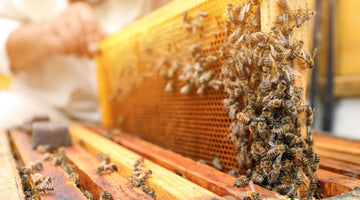 How To Properly Maintain a Healthy Beehive