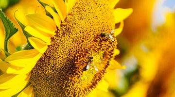 How Different Types of Pollen Affect Honey Flavor