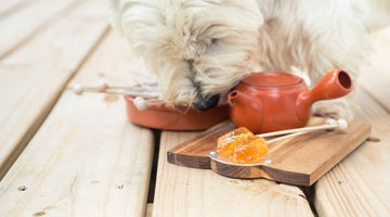 3 Things Dog Owners Should Know About Honey