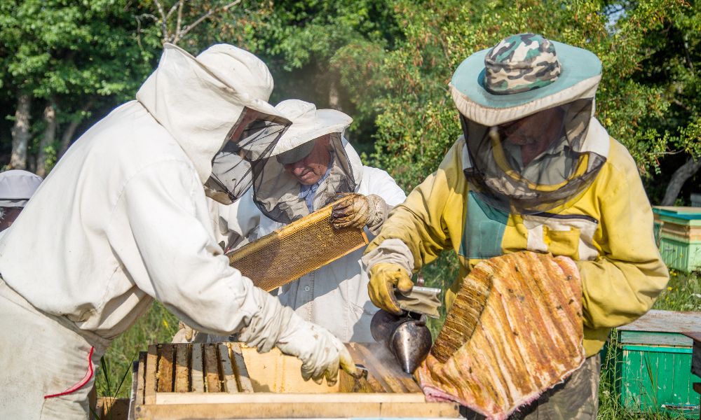 Beekeepers Benefit From The Hive Mind In Community Apiaries : The