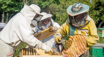 6 Ways Humans Benefit From Beekeeping and Honey Production