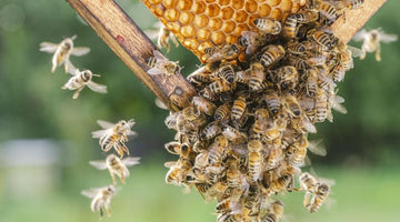 Everything You Need to Know About Raw Honey