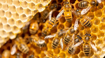 How Honeybees Coordinate Their Work in the Hive