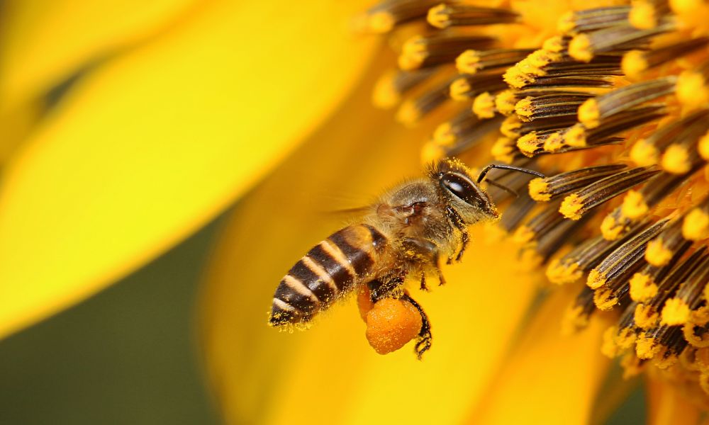 Pollen World Interesting Things Pollen Can Teach Us About Our World