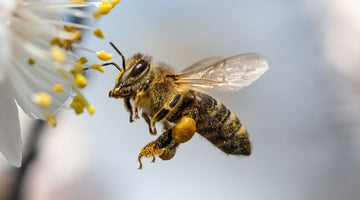 Most Common Honey Bee Myths and Folktales
