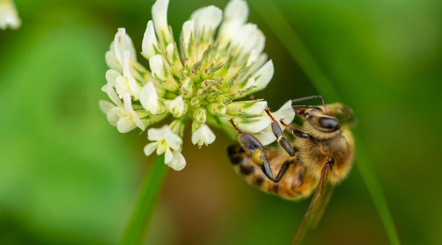 The Differences Between Spring, Summer, and Fall Honey