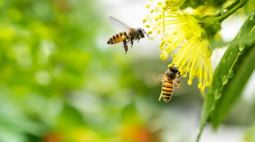 7 Facts About Honey Bees and Their Beehives