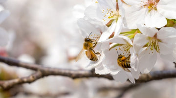 A Phenomenon of Nature: Amazing Facts About Honeybees