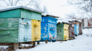 What Honeybees Do To Survive Long, Harsh Winters