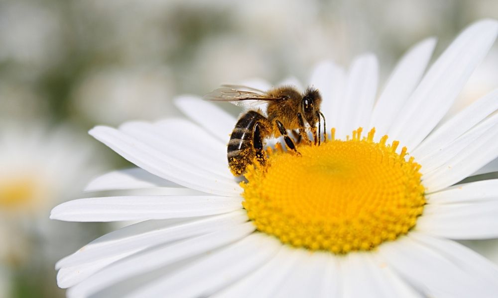 How To Create an Environment for Honeybees To Thrive