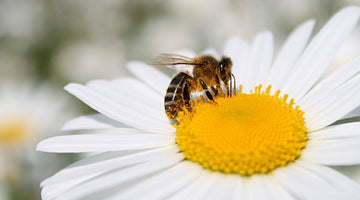 How To Create an Environment for Honeybees To Thrive