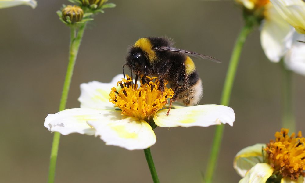 The Effects of Climate Change on Pollination