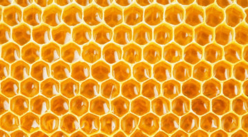 A Comprehensive Guide to the Different Types of Honeycomb