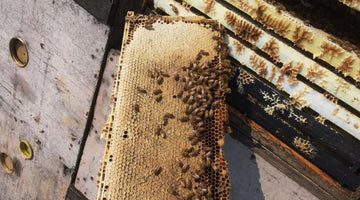 Why Wholesale Raw Honey Is Perfect for Cafés and Bakeries