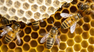 Different Roles Bees Have in a Hive