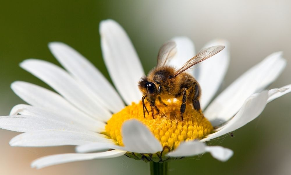 The Importance Of Honeybees