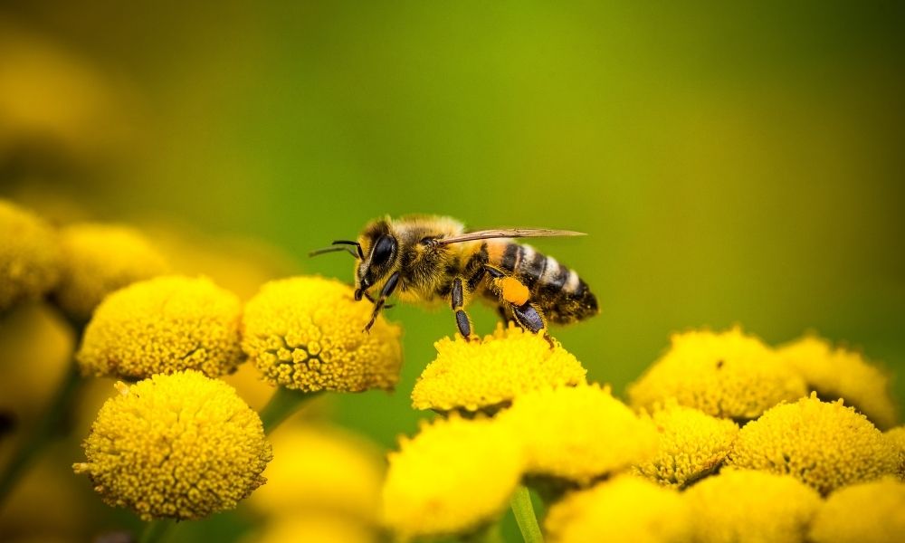 What Is Bee Pollen And How Is It Made?