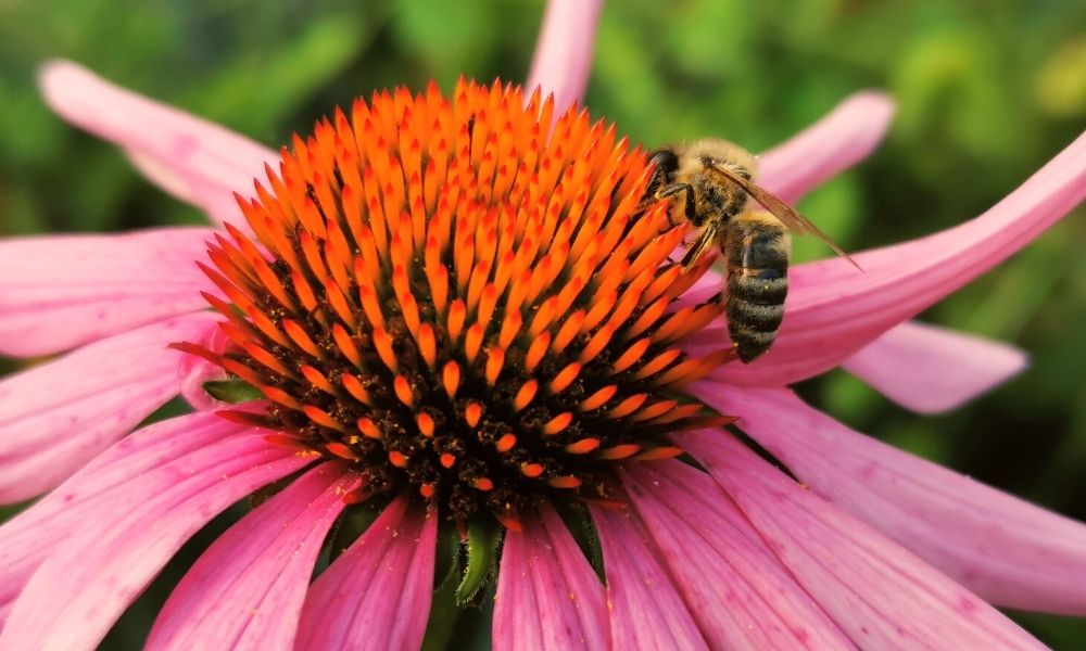 How To Create a Beautiful Pollinator Garden