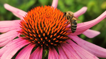 How To Create a Beautiful Pollinator Garden