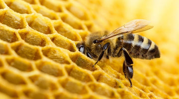 Understanding How Bees Make Honey