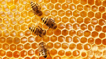 What Is the Difference Between Raw and Regular Honey?