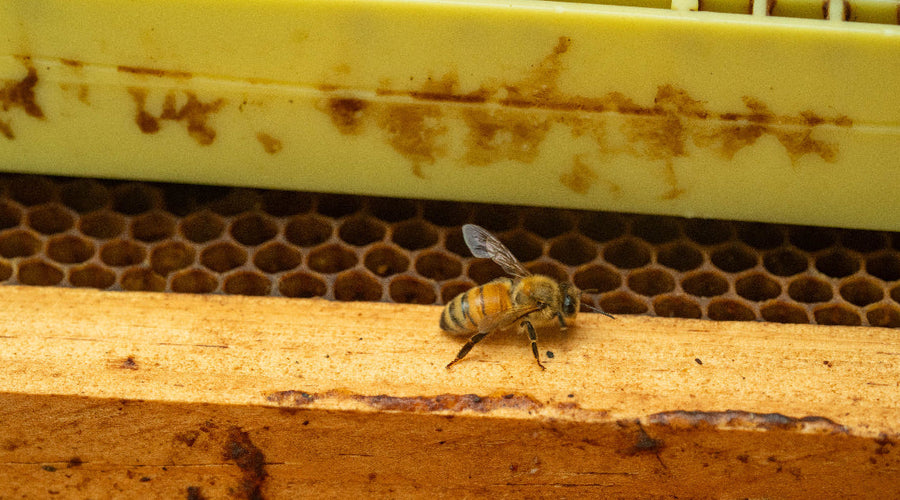 The Differences Between Bee Pollen, Honey, Royal Jelly, and Propolis