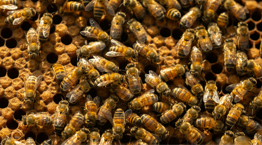 5 Bee Folktales & Traditions From Around the World