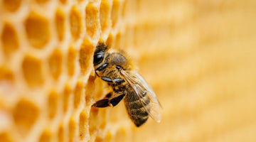 Differentiating a Honeybee From Other Types of Bees