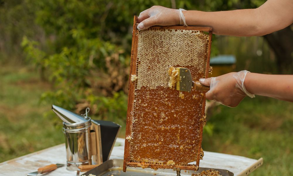 Why Is Raw Honey Better for You Than Sugar?