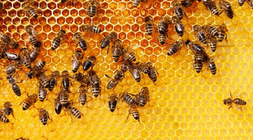 What You Should Know About Honeycomb Honey