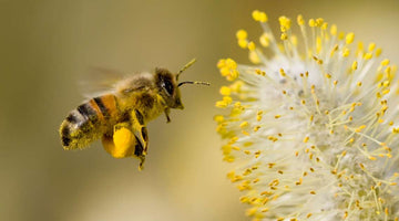 The Journey of Bee Pollen From Bees to Your Plate