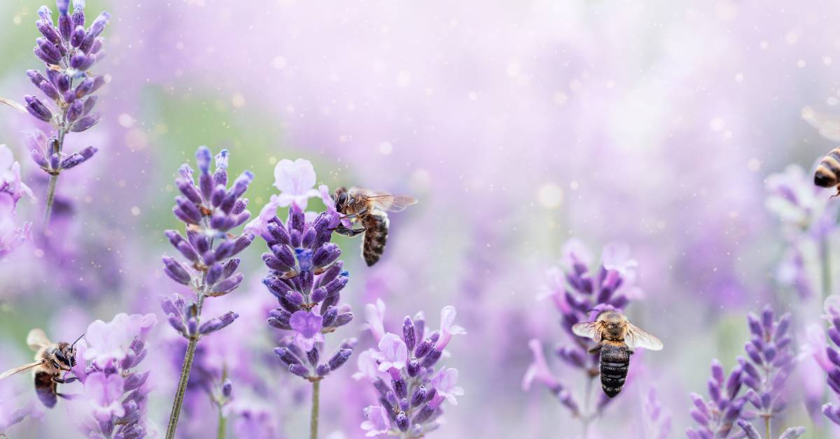 Understanding Which Plants Produce the Best Honey