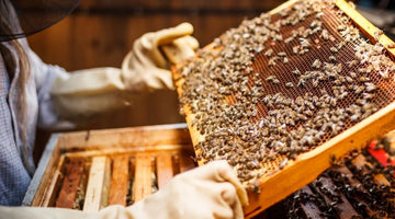 The Origins and History of Beekeeping