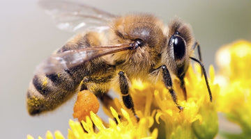 Amazing Facts About Honeybees