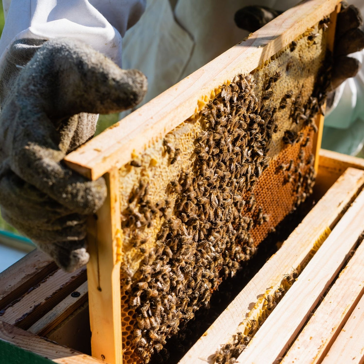 Top Tips Beginning Beekeepers Should Know