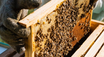 Top Tips Beginning Beekeepers Should Know