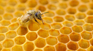 What Do Bees Do When It Gets Cold Outside?