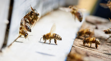 How To Inspect a Beehive for Potential Problems
