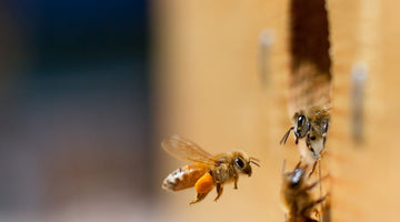 The Differences Between Bee Pollen, Honey, and Royal Jelly