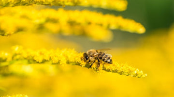 The Difference Between Bee Nectar and Bee Pollen for Bees