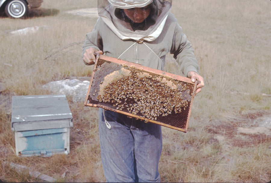 natural honey bee farm